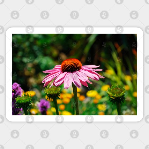 Echinacea Purpurea Sticker by jojobob